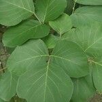 Butea monosperma leaf picture by SANTOSH YADAV (cc-by-sa)