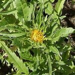 Bidens radiata flower picture by Alain Lagrave (cc-by-sa)