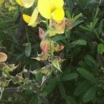 Crotalaria pumila flower picture by varaderhum (cc-by-sa)