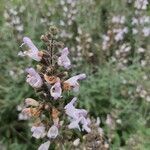 Salvia fruticosa flower picture by zeev zeev (cc-by-sa)