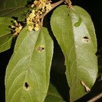Guazuma invira leaf picture by Nelson Zamora Villalobos (cc-by-nc)