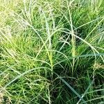 Carex hirta habit picture by Christian GAYTON (cc-by-sa)