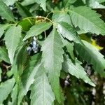 Allophylus edulis leaf picture by Trap Hers (cc-by-sa)