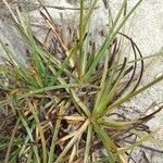 Fimbristylis dichotoma leaf picture by Maarten Vanhove (cc-by-sa)