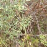 Asparagus aphyllus fruit picture by Cristina Gaspar Marques (cc-by-sa)