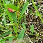 Tephrosia hildebrandtii leaf picture by susan brown (cc-by-sa)