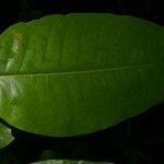 Vochysia gentryi leaf picture by Nelson Zamora Villalobos (cc-by-nc)