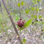 Calycanthus floridus flower picture by cthulhu mittens (cc-by-sa)