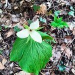 Trillium simile flower picture by Maarten Vanhove (cc-by-sa)