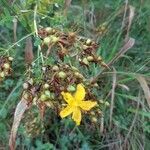 Hypericum perforatum flower picture by isabelle mauguin (cc-by-sa)