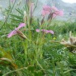 Dianthus pavonius habit picture by francois tissot (cc-by-sa)