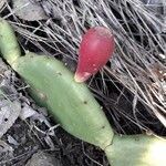 Opuntia humifusa fruit picture by Marco Elerdini (cc-by-sa)
