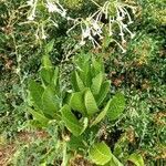 Nicotiana tabacum habit picture by Kai Best (cc-by-sa)