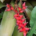 Aechmea weilbachii flower picture by Makoto Makoto (cc-by-sa)
