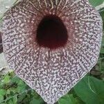 Aristolochia grandiflora flower picture by Natividad Vidal Ramos (cc-by-sa)