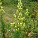 Aconitum anthora flower picture by Gilles Gilles (cc-by-sa)