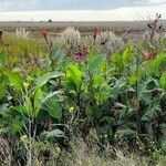 Canna indica habit picture by Trap Hers (cc-by-sa)
