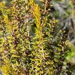 Erica scoparia leaf picture by Tim W (cc-by-sa)