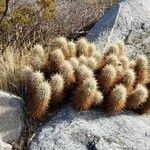 Echinocereus engelmannii habit picture by Mark Adelson (cc-by-sa)