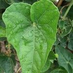 Trichosanthes dioica leaf picture by Sudhanshu Kumar (cc-by-sa)