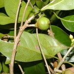 Pouteria juruana fruit picture by Nelson Zamora Villalobos (cc-by-nc)