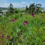 Lathyrus odoratus habit picture by Daniel Bourget (cc-by-sa)