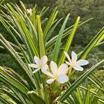 Plumeria alba flower picture by christiane Fazer (cc-by-sa)