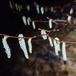 Corylus cornuta flower picture by Vicki Brown (cc-by-sa)