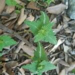 Lamium bifidum leaf picture by francesca laurigi (cc-by-sa)