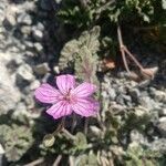 Erodium boissieri flower picture by manuelmm (cc-by-sa)