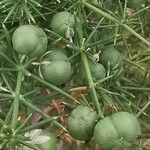 Asparagus aphyllus fruit picture by Angelos (cc-by-sa)