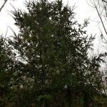 Pseudotsuga menziesii habit picture by Kampf Robert (cc-by-sa)