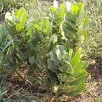 Asclepias latifolia leaf picture by Jaime therealmusicjunkie (cc-by-sa)