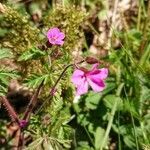 Erodium foetidum (l.) l'hér. flower picture by sylvain sylvain chetaille (cc-by-sa)