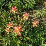 Castilleja indivisa flower picture by Helene Payton (cc-by-sa)