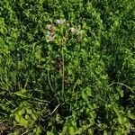 Butomus umbellatus habit picture by Daniel Bourget (cc-by-sa)