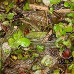 Lemna minor habit picture by Martin Bishop (cc-by-sa)