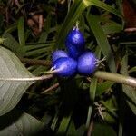 Coccocypselum hispidulum fruit picture by Nelson Zamora Villalobos (cc-by-nc)