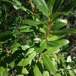 Arbutus unedo leaf picture by Mac Cam (cc-by-sa)