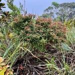 Cunonia pterophylla habit picture by nicoplant (cc-by-sa)