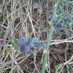 Asparagus horridus fruit picture by Torres Julieta (cc-by-sa)