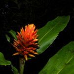 Renealmia cernua flower picture by Nelson Zamora Villalobos (cc-by-nc)