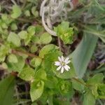 Spergula pentandra flower picture by Loreti Pietro (cc-by-sa)