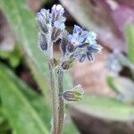 Myosotis ramosissima flower picture by Jacques Maréchal (cc-by-sa)