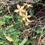 Barleria eranthemoides flower picture by hoanzlmann (cc-by-sa)