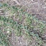 Kickxia spuria habit picture by mrostf (cc-by-sa)