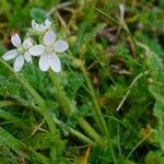 Erodium lebelii habit picture by Pierre LEON (cc-by-sa)