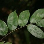 Crudia bracteata leaf picture by Jean-François Molino (cc-by-sa)