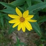 Helianthus hirsutus flower picture by Kassie Slotty (cc-by-sa)