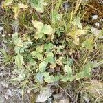 Trifolium medium habit picture by Raffaello 2 Garofalo (cc-by-sa)